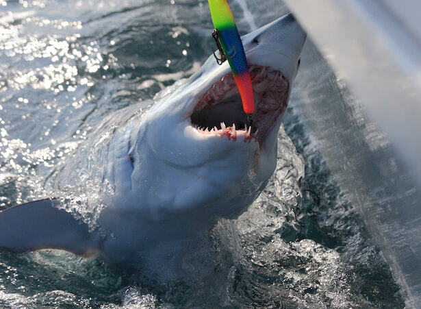 requins makos