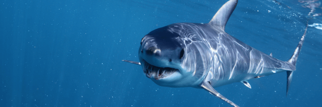 requins makos