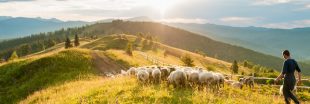 Les bonnes pratiques à adopter lors d'une randonnée en alpages