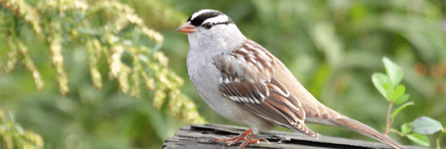 Des oiseaux migrateurs amaigris à cause d'un néonicotinoïde - Sciences et  Avenir