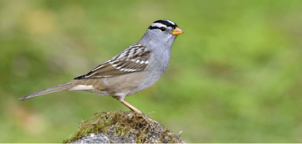 Des oiseaux migrateurs amaigris à cause d'un néonicotinoïde - Sciences et  Avenir