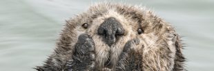 6 photos cocasses du Comedy Wildlife Photography 2019