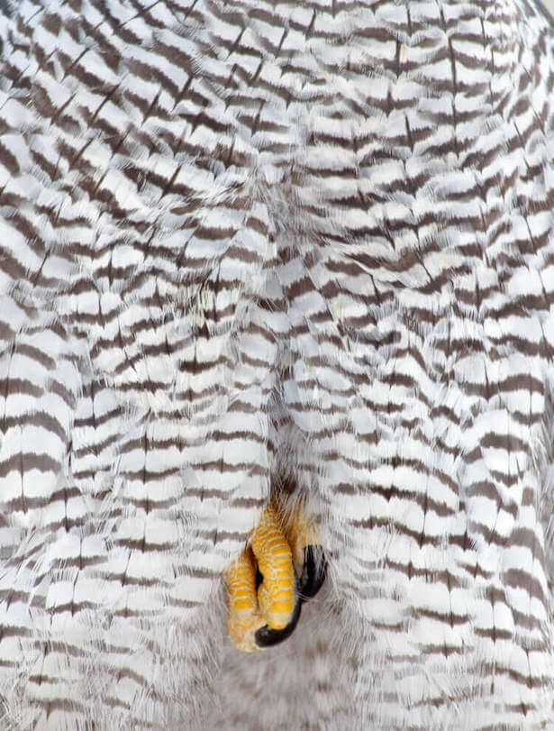 concours Bird Photography