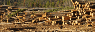 Gestion forestière - Le désastre des coupes à blanc