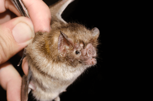 Les chauves-souris vampires boivent (finalement) le sang de l