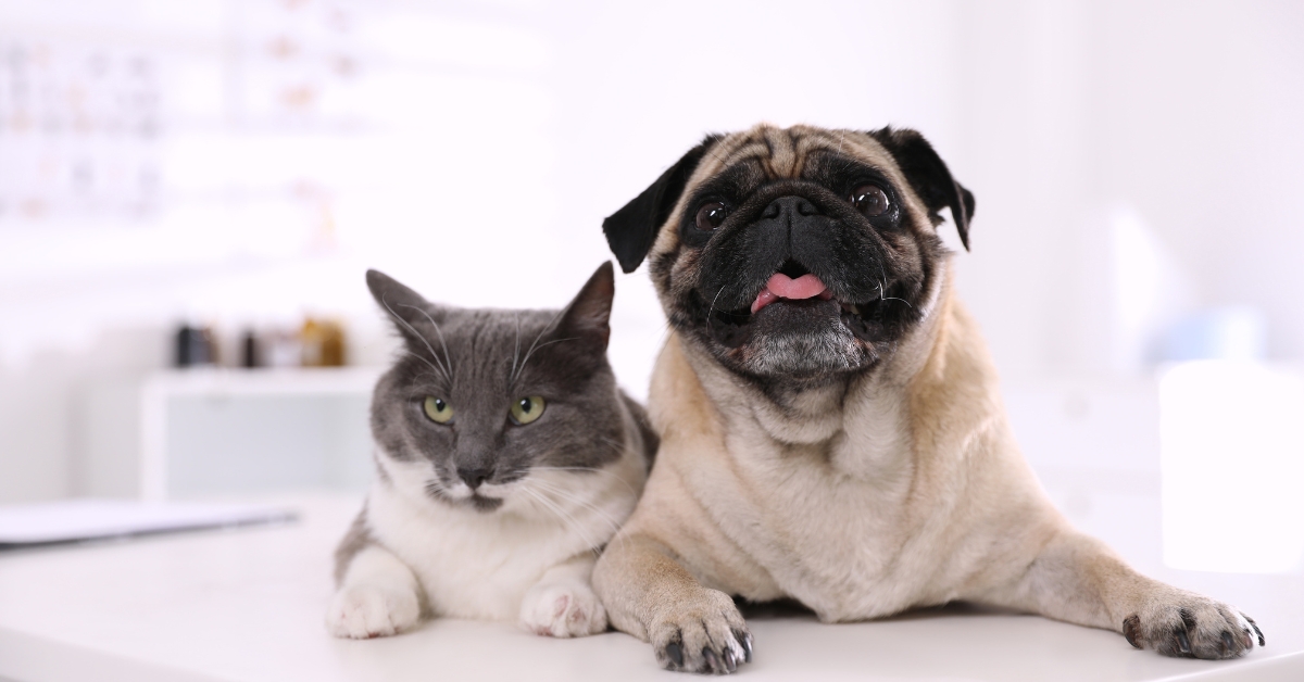 Les premiers gestes de secours pour sauver son animal