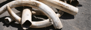 Les pays d'Afrique australe veulent pouvoir vendre leur ivoire