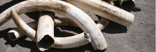 Les pays d’Afrique australe veulent pouvoir vendre leur ivoire