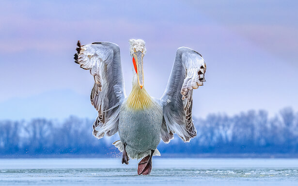 concours bird photography