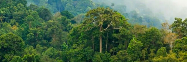 Un sanctuaire d’arbres géants découvert en Amazonie