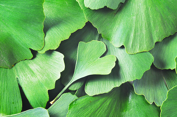 entretenir un ginkgo