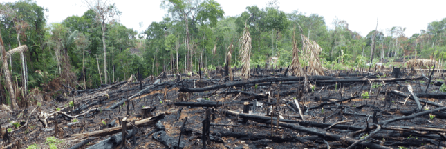 Députés et ONG appellent à bloquer les ‘complices de la déforestation’ en Amazonie
