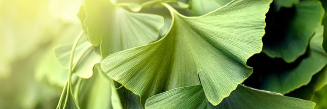 Les secrets d'entretien du Ginkgo biloba, arbre légendaire