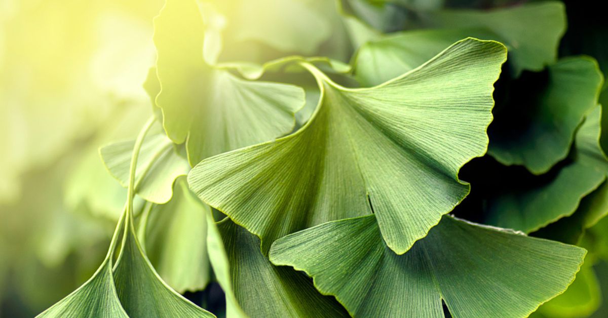 Les secrets d'entretien du Ginkgo biloba, arbre légendaire