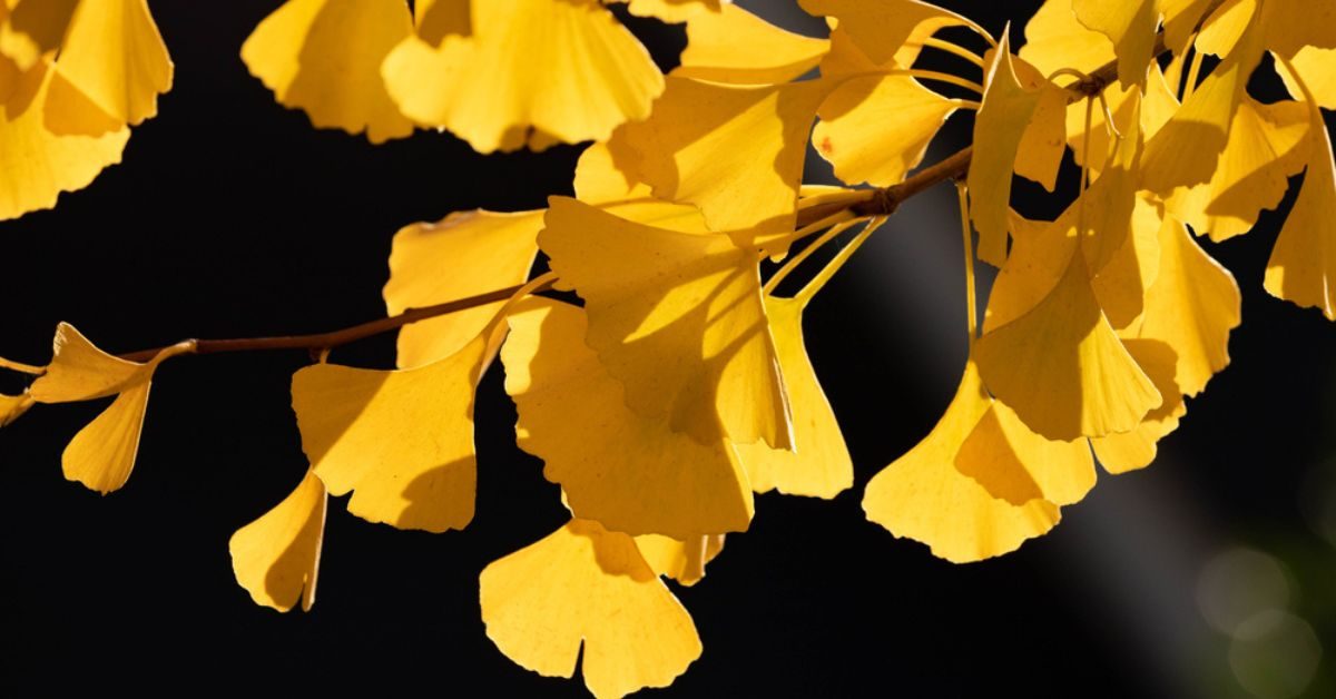 Faire pousser un Ginkgo biloba chez soi, arbre extraordinaire