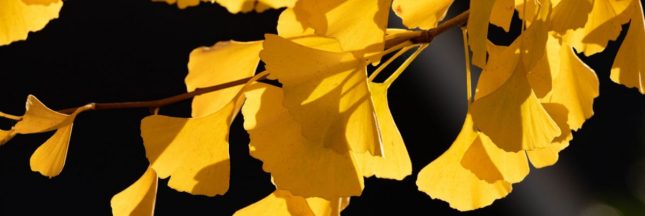 Faire pousser un Ginkgo biloba chez soi, arbre extraordinaire