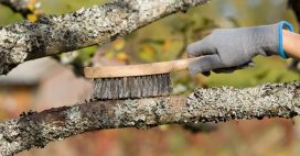 Faut-il enlever mousses et lichens des arbres fruitiers ?