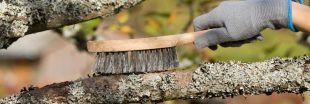 Faut-il enlever mousses et lichens des arbres fruitiers ?