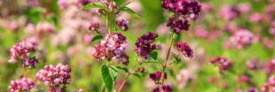 Plantes aromatiques - Comment planter de l'origan