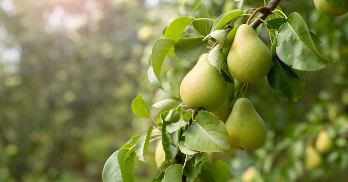 Comment faire germer un pépin de poire ?