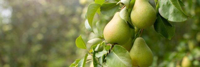 Comment faire germer un pépin de poire ?
