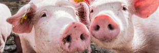 Peste porcine africaine : après la flambée des prix, la crise sanitaire ?