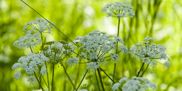 tisane pour dormir, plante pour dormir, somnifère naturel, angélique-plante-trouver-sommeil-dormir