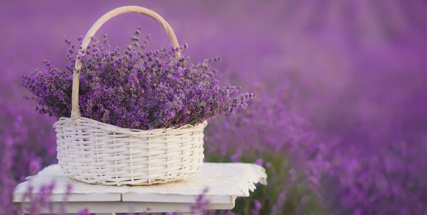 tisane pour dormir, plante pour dormir, somnifère naturel, provence-champs-lavande-fleur-plante-trouver-sommeil-dormir