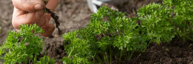 Plantes aromatiques – Comment planter du persil ?