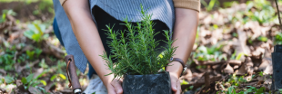 Plantes aromatiques - Comment planter du romarin