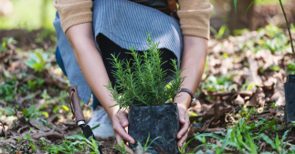 Plantes aromatiques - Comment planter du romarin Plantes aromatiques - Comment planter du romarin