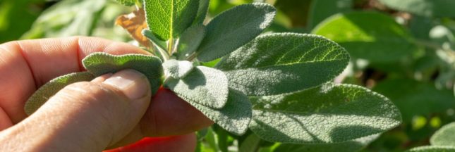 Comment planter et entretenir de la sauge ?