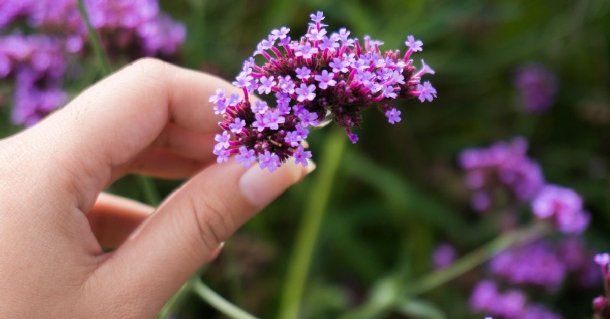 Verveine et ses bienfaits pour la santé