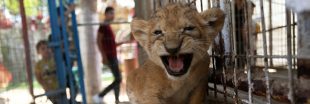 Dans le zoo de Gaza, des animaux en souffrance totale