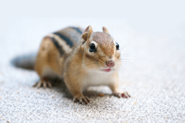 vétérinaire NAC, nouveaux animaux de compagnie