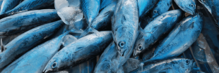 Souffrance des poissons : que savons-nous ?