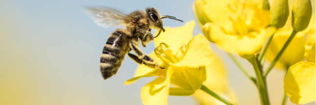 Dans les champs de colza, les abeilles sont plus efficaces que les pesticides !