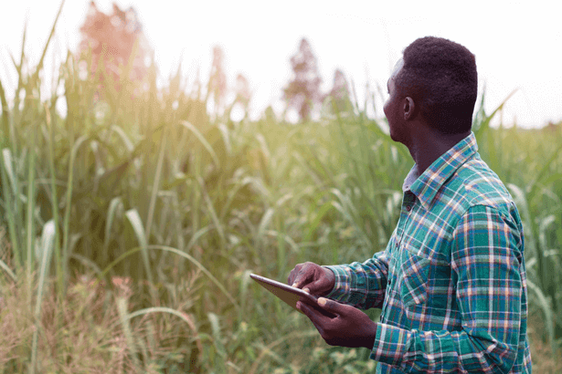 e-agriculture afrique