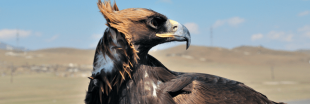 Des aigles font exploser la facture de téléphone d'ornithologues russes
