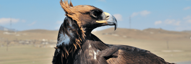 Des aigles font exploser la facture de téléphone d’ornithologues russes