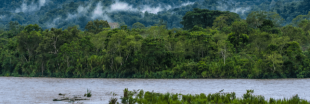 Trésors vivants d'Amazonie : protégeons ces terres !