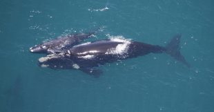 Pourquoi les mamans baleines franches chuchotent avec leurs petits ?