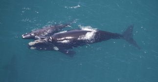 Pourquoi les mamans baleines franches chuchotent avec leurs petits ?