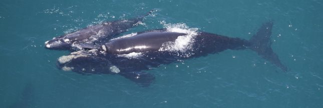 baleine franche et son petit