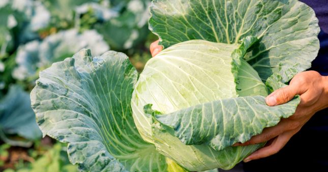 Cuisine pratique : comment blanchir des légumes (et les congeler) ?