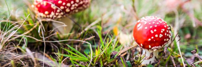 champignons intoxications