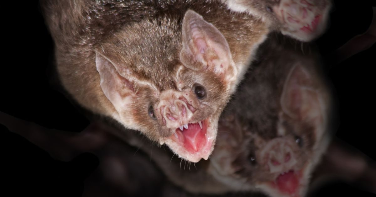 Les chauves-souris vampires, des suçeuses de sang, oui… mais altruistes !