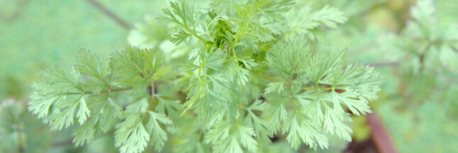 Plantes aromatiques : comment planter la coriandre ?