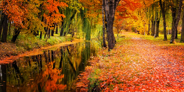 couleur d'automne, feuille automne