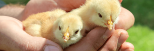 Le broyage des poussins mâles interdit fin 2021 Le broyage des poussins mâles interdit fin 2021
